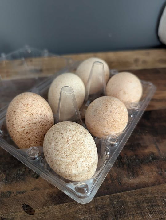 Minnesota turkey eggs from local farms